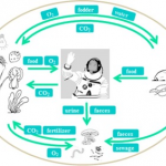 349.2 Closed ecological life support systems